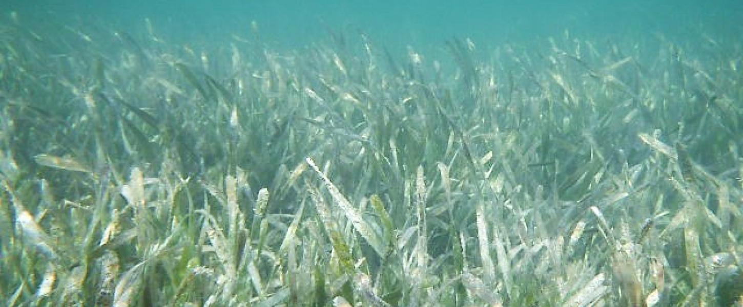 Seagrass Ecosystem of Lignumvitae Key | Florida State Parks